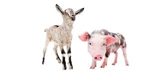 Votre animal doit également être parfaitement apte au transport, pour éviter les mauvaises surprises (stress, excitation, etc). Liste Des Nac Autorises En France Animaland