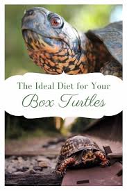 What turtles in the wild eat depends greatly on the type of turtle and its natural habitat. What Do Box Turtles Eat Box Turtle Site