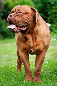 Als herkunftsland der bordeaux dogge wird grundsätzlich frankreich angegeben. Bordeaux Dogge Hunde