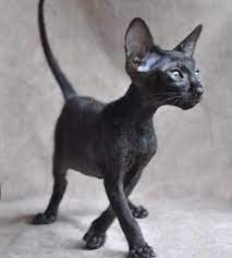 Available Siamese Oriental Kittens For Sale Acfa Cfa In Illinois Oriental Shorthair Kittens Oriental Shorthair Cats Cat Breeds