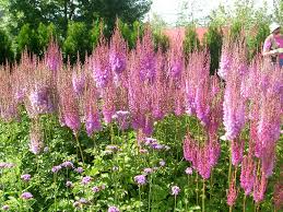 Astilbe are polite plants that mix well with shrubs and other perennials and they will flourish in the shade of deciduous trees. How To Grow Astilbe Growing And Caring For Astilbe Flowers