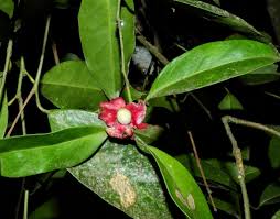 Image result for Heisteria