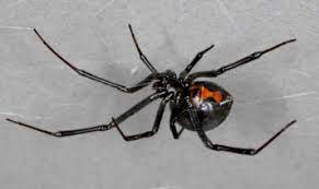 We've got all the hogwarts mystery answers! Spiders Araneae Sciencedirect