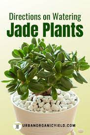 How Much Water Does A Jade Plant Need When Growing Indoors Jade Plants Plants Air Plant Garden