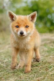 Greatanimalseverywhere Beautiful Wildlife Moi Byroeselien Pet Fox Animals Beautiful Animals