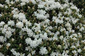 Image result for Maerua andradae