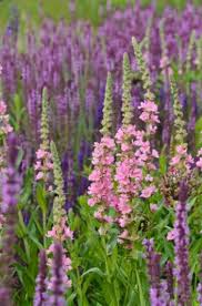 Image result for Lythrum