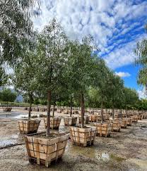 Image result for Heisteria parvifolia