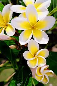 Pin On Frangipani
