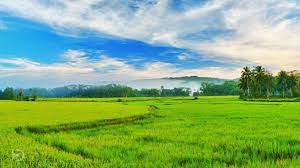Kerala Wallpapers Field Wallpaper Green Fields Green Landscape