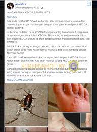 Diletakkan kecoa yang telah mati pada petridisk. Salah Jangan Pijak Kecoa Sampai Mati Karena Isi Perut Kecoa Sangat Bahaya Turnbackhoax Id