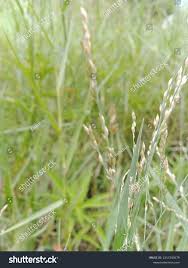 Image result for Panicum repens