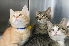 To facilitate social distancing, we offer adoptions by appointment at our adoption partner. Pawschicago On Twitter Our Lincoln Park Adoption Center Will Have Extended Hours This Weekend During The Paws Chicago Spring Adopt A Thon A Special Two Day Adoption Marathon To Find Families For More Than