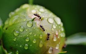 Contact ehrlich pest control services for a free inspection of your home or business and expert pest prevention advice. Ant Pest Control Melbourne Ant Removal Treatment Melbourne