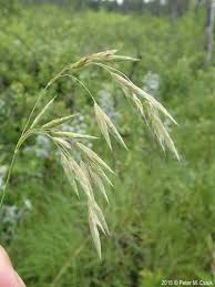 Image result for Bromus
