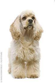 american cocker spaniel shenki spanielya spaniel lyubiteli sobak