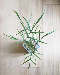 Philodendron Polypodioides Looks So Elegant Unique Plants Variegated Plants House Plants Indoor