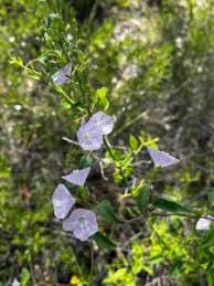 Image result for Jacquemontia paniculata