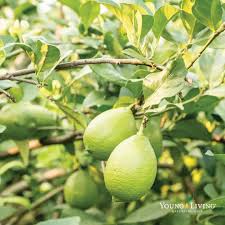 Pin On From The Farms