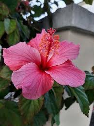 Image result for Hibiscus