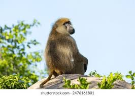 Image result for Habenaria debeerstiana