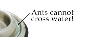 Ant proof plate, the solution for an ant free home. Ant Proof Cat Bowl