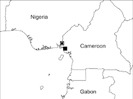 Image result for Tessmannia