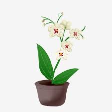 Illustrator Of Fresh White Butterfly Orchid Dish Orchid Bluegrass Phalaenopsis Png Transparent Clipart Image And Psd File For Free Download Orchids Flower Illustration Flower Clipart