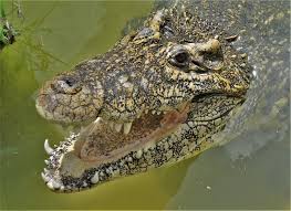 Maybe you would like to learn more about one of these? Terawild Posts Facebook