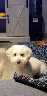 Lost dog found in Anderson Mill neighborhood