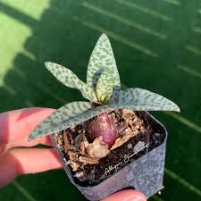 Image result for Ledebouria Unidentified sp. no5.