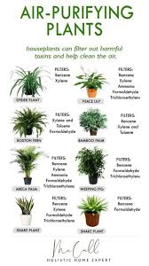7 House Plants For Beginners Holistic Home Expert In 2020 Air Purifying Plants Plants Best Indoor Plants