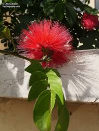 Image result for Calliandra haematocephala