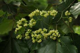 Image result for Hovenia