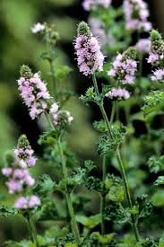 Bluhende Krauter Grune Minze Rosa Bluhend Garden Flowers Essbare Pflanzen Garten Bepflanzen Minze Pflanzen