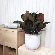 Image result for ficus elastica flower