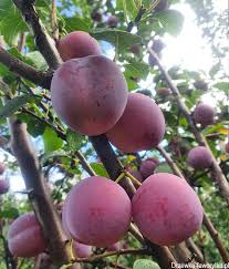 Image result for prunus domestica renkloda althana