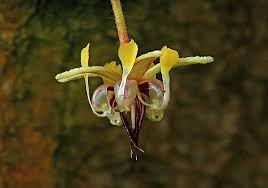 Image result for Malvaceae: Byttnerioideae, Helicteroideae