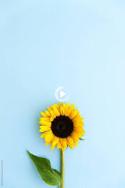 Half sunflower free download wallpaper hq. Pin On Ju