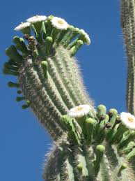 Desert cacti live in arid regions that get very little precipitation. Saguaro Cactus Rubber Tramp Artist