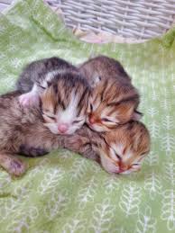 Find cats & kittens for sale, for rehoming and for adoption from reputable breeders or connect for free with eager buyers uk at freeads.co.uk, the cat & kitten classifieds. Pin On Baby Kittens