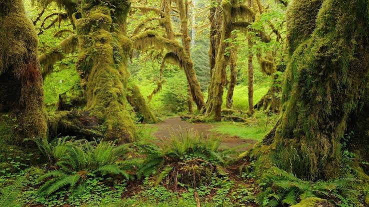 Rainforest Habitat facts and photos | National Geographic Kids