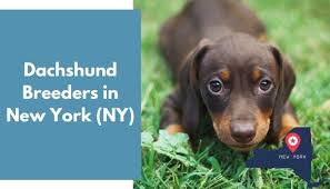 Maybe you would like to learn more about one of these? 14 Dachshund Breeders In New York Ny Dachshund Puppies For Sale Animalfate