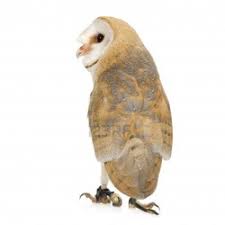 Common Barn owl