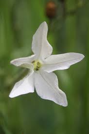 Image result for Turbina longiflora