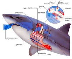 3 Circulatory And Respiratory System Sharks