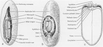 Image result for Pseudoeriosema
