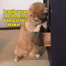 For example, above code is part of a scaffold declaration, which has drawer, floatingactionbutton, bottomnavigation, etc. Lolcats Drawer Lol At Funny Cat Memes Funny Cat Pictures With Words On Them Lol Cat Memes Funny Cats Funny Cat Pictures With Words On