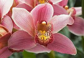 Fiore di orchidea pieno fiore nell'allevamento di orchidee. Orchidea Cymbidium Tecniche Di Coltivazione E Principali Specie Dell Orchidea Cymbidium