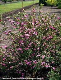 Get free shipping on qualified evergreen, boxwood bushes or buy online pick up in store today in the outdoors department. 36 Colorado Native Shrubs Ideas Shrubs For Landscaping Colorado Native Shrubs